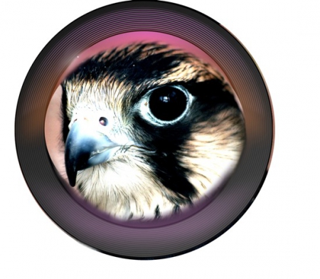 ������������ "��������� ����-2015"