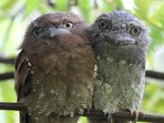 Batrachostomus moniliger  Blyth, 1849	Sri Lanka Frogmouth
���������� ����������

�������� ��� ����������, ���� ������������ (����� �����, ������ �����) �������� �� ����������� ����������� (Cyathea sp.). 