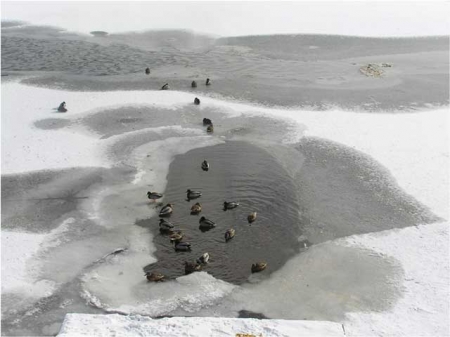 ������ �����