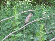 ����� (Garrulus glandarius). ���� 2011, ����������� ���� �����. ��� ����� �� ����� ��������� �������� �� ������ �����, ����� ���� ��� ��� ������� ��������� � ����� ����� ��������������.
