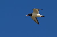 IMG_1689