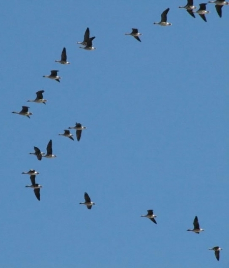 ����� �������� � ���������� �����������