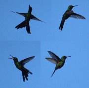 ��������� ���������� ������� (Chlorostilbon ricordii)