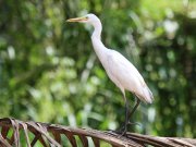 Bubulcus ibis  (Linnaeus, 1758)	Western Cattle Egret
����� ����������