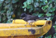Rhipidura javanica - ������������ �����������