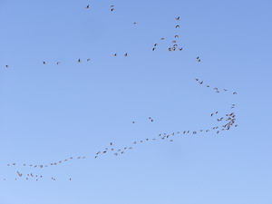 �������� ����� ����� � ����������� �����������