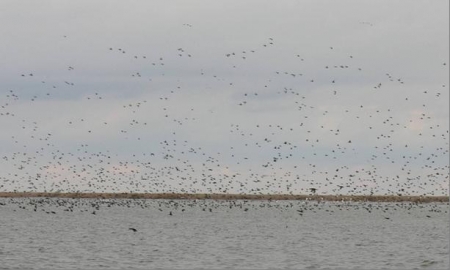 ���������� ������ ������� ������� ����������� �������������