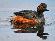 ����������� �������, Podiceps nigricollis. ���� ����, ����������� ������. 23 ��� 2017 ����.