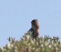 IMG_3734