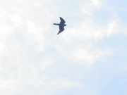 DSC00708.JPG