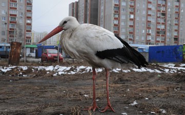 � �������� ������ �����