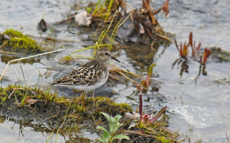 ������ ������ �����������  ���������-������ � ������