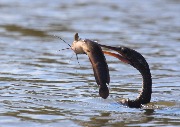 IMG_4105.JPG