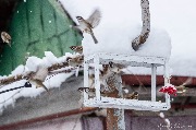 IMG_2537.jpg