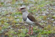 ������� �������� (Vanellus resplendens)