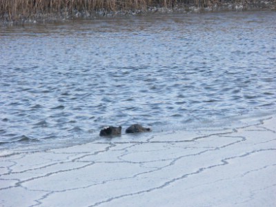 � ���������� ������ � �����  ������� ������ �����