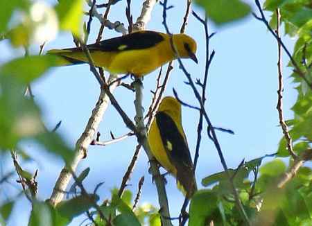 �����-2015: ���� �� ����. 22 ���