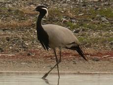 ����������� ������� ����� ���� �������