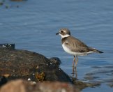 ������� ���������� (Charadrius hiaticula)