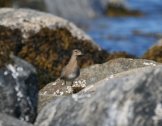 �������� (Philomachus pugnax)