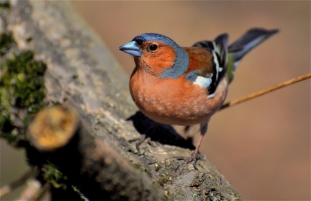 �����-2019: ���� �� ����, 31 �����