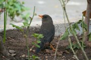 ������� ����� (Turdus fuscater)