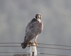 � ������������� ������� ��������� ����� �������� �� ���������� �������������� �� ����