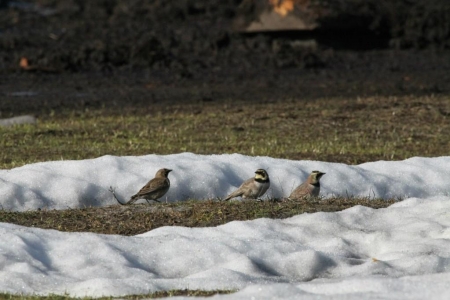 ����� � ���������� �����������