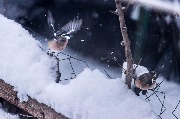 IMG_4259.jpg