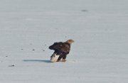 IMG_4547.jpg