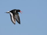�����-������ (Haematopus ostralegus)