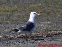 IMG_2568