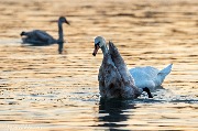 IMG_6668.jpg
