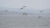 ���� ������� ���������� (Numenius phaeopus)��� �����