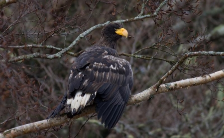 � ����������� "����������"  �������� ���� ���������� �������