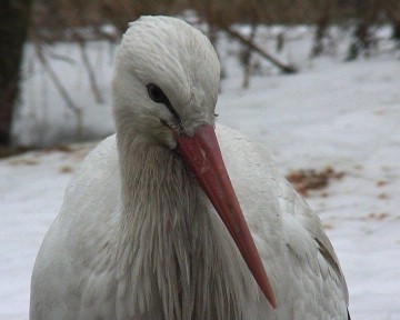 ����� ���� �������� ������ �� �����