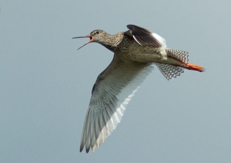 �����-2010: ���� �� ����