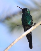 ��������� ���������� ������� (Chlorostilbon ricordii)