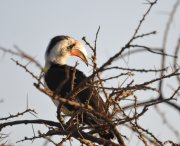 DSC_8451_1.jpg