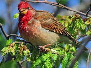 ������������ ��������, Carpodacus erythrinus ������� ������� ����� ����. ������������ ����, ����������� ������������ ������. 19 ��� 2017 ����. 