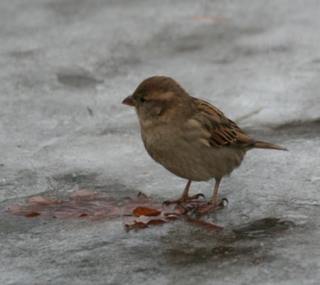 ������� �������� �����