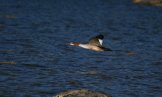 ������� ������� (Mergus merganser)