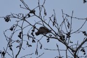 DSC_0247.JPG