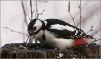 IMG_5461_300