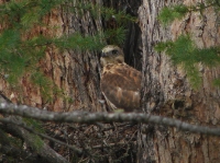 ����� ����������� ���������� (Buteo hemilasius) � ������