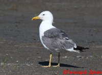 IMG_2595