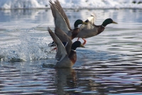 �������� ����������� ����