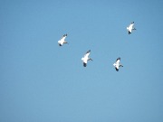 IMG_2758.JPG