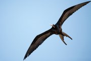 ������������ ������ (Fregata magnificens). �����.