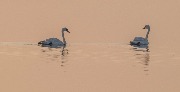 DSC_0544.jpg
